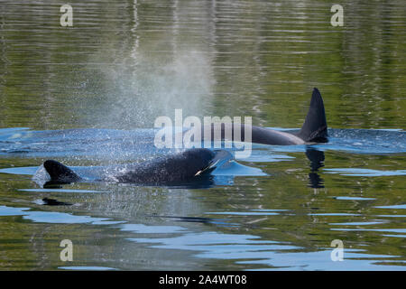 Le Canada, la Colombie-Britannique, la forêt pluviale de Great Bear, Fin de l'île. Les orques sauvages (orca aka : Orcinus orca) Banque D'Images