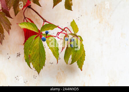 Parthenocissus quinquefolia, le feuillage et les fruits sur mur blanc. Catégorie : plantes grimpantes, la famille du raisin, Vitaceae Banque D'Images