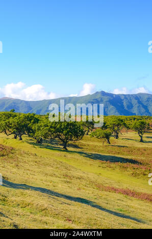 Beau paysage de Fanal, Madère, Portugal. Laurel vieux arbres et collines en arrière-plan. La forêt Laurissilva de Madère est un patrimoine naturel local. Paul da Serra, plateau montagneux. Les forêts de laurier. Banque D'Images