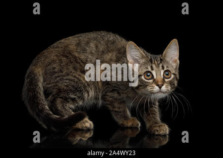 Chaton marron avec fourrure tortue accroupi sur fond isolé, side view Banque D'Images