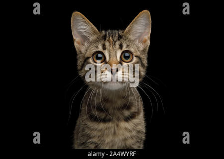 Portrait de chaton marron avec fourrure tortue sur fond isolé, vue avant Banque D'Images