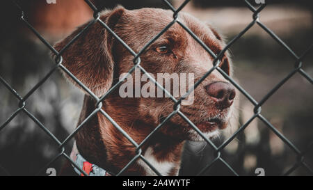 Portrait de chien marron à l'intérieur avec un élégant roulement, close-up de la face, de calme et de vigilance. Banque D'Images