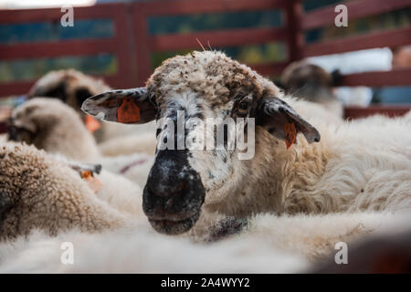 Moutons chargés sur remorque étant transportés à la ferme pour l'hiver. Banque D'Images