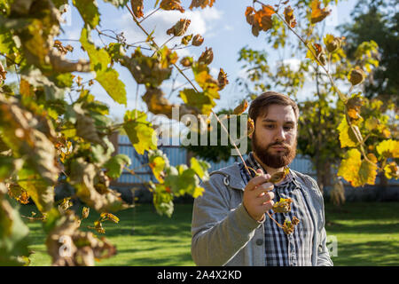 L'homme examinant les raisins de vin au cours de la vendange. Processus d'élaboration de la vigne. L'Oidium traitement, sélection d'engrais pour les raisins. Vendanges d'automne. Banque D'Images