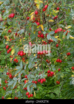 Rose, Rosa rubrifolia espèces, les hanches en automne. Worcestershire, Royaume-Uni. Banque D'Images