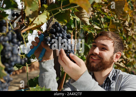 L'homme examinant les raisins de vin au cours de la vendange. Processus d'élaboration de la vigne. L'Oidium traitement, sélection d'engrais pour les raisins. Vendanges d'automne. Banque D'Images