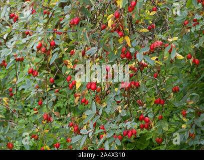 Rose, Rosa rubrifolia espèces, les hanches en automne. Worcestershire, Royaume-Uni. Banque D'Images