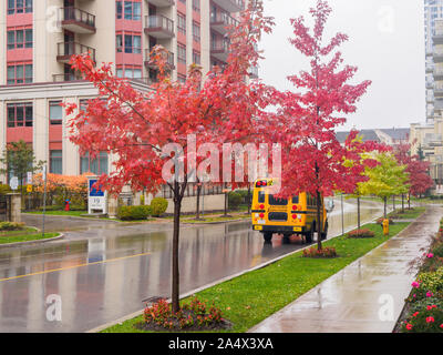 Autobus scolaire jaune garée dans une rue de la ville à côté de l'érable à sucre et une maison de retraite, à l'automne sur un jour de pluie. Banque D'Images