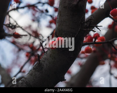 Gray branches de pommier crabe chinois avec des petits fruits rouges sur eux et pas de feuilles. Banque D'Images