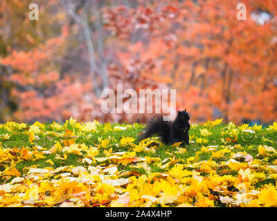 Cute black squirrel assis sur l'herbe à l'automne. Des feuilles de couleur rouge à l'arrière-plan et des feuilles jaunes de l'érable à sucre au premier plan. Banque D'Images