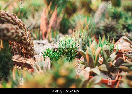 Les succulentes,echeveria kalanchoe succulentes plantes d'Aloès est ostifolia.plante herbacée succulente,espèces du genre de l'Aloe Asphodelaceae Banque D'Images