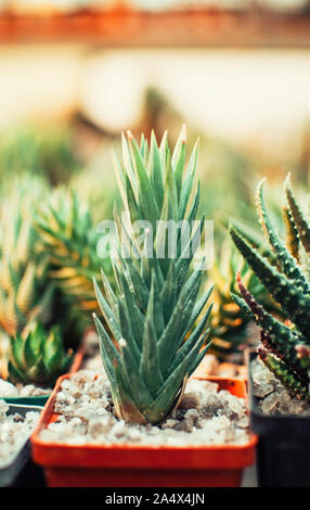 Les succulentes,echeveria kalanchoe succulentes plantes d'Aloès est ostifolia.plante herbacée succulente,espèces du genre de l'Aloe Asphodelaceae Banque D'Images