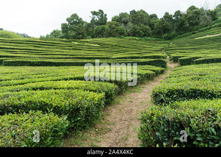 Chemin coupant à travers une plantation de thé à flanc de colline sur l'île de São Miguel aux Açores par un beau jour. Les motifs sont formés dans la colline par les buissons. Banque D'Images