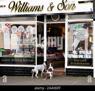 Deux Spaniels attendent leur propriétaire en dehors Williams & Fils boucherie shop à Wadebridge Banque D'Images