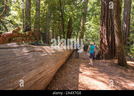 Big Basin Redwoods State Park. Le comté de Santa Cruz, en Californie. Banque D'Images