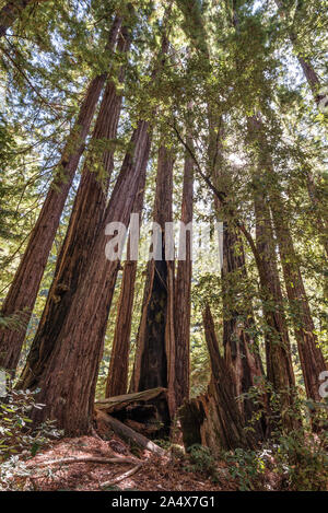 Big Basin Redwoods State Park. Le comté de Santa Cruz, en Californie. Banque D'Images