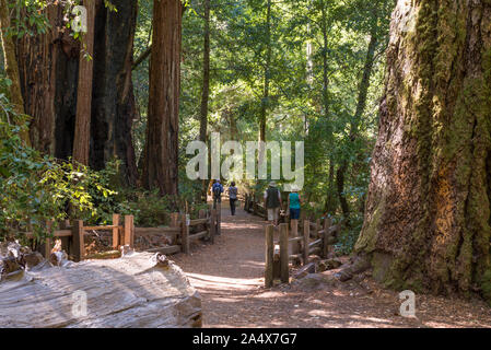 Big Basin Redwoods State Park. Le comté de Santa Cruz, en Californie. Banque D'Images