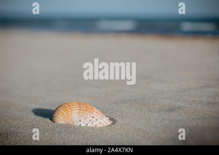 Close-up of single seashell sur plage de sable fin avec mer en arrière-plan Banque D'Images