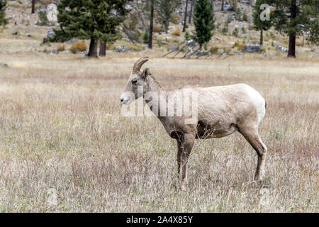 Un mouflon se trouve dans un champ herbeux le long de l'autoroute 200 à l'ouest de Thompson Falls, Montana. Banque D'Images