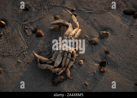 Coquille de crabe sur la plage au lever du soleil Banque D'Images