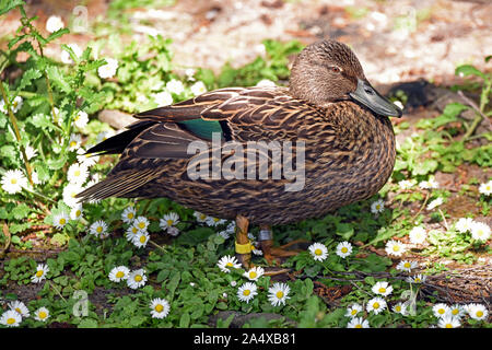 Un canard de Meller (Anas melleri) parmi les daiseys par un petit lac dans le sud de l'Angleterre. Cette espèce menacée est endémique de l'Est de Madagascar Banque D'Images