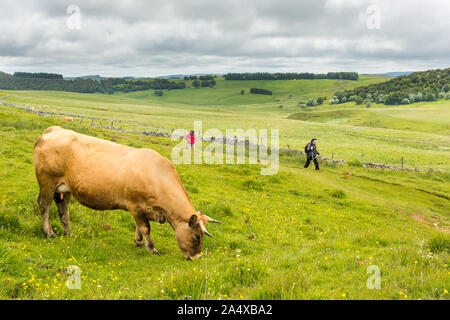 Deux randonneurs sur le chemin de pèlerinage de Saint-Jacques de Compostelle passe par une vache Aubrac pâturage Banque D'Images