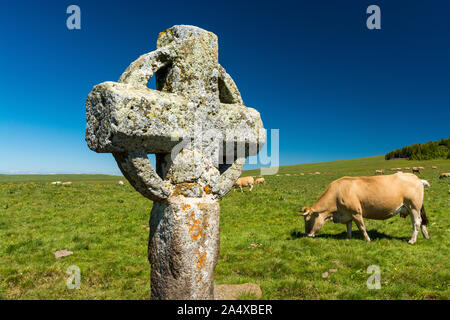 La Croix de la Rode est une très vieille croix de pierre érigée sur le plateau de l'Aubrac, sur le chemin de pèlerinage de Saint Guilhem le Désert et parmi les vaches. Banque D'Images