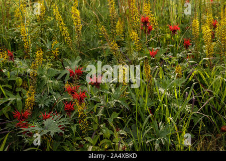 Et lumineux rouge fleurs voyantes Monarda didyma. Également connu sous le nom de Crimson Beebalm, thé d'Oswego, ou la bergamote. Banque D'Images