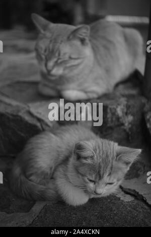 Chaton et chat dormant sur des marches en pierre sur la rue, noir et Banque D'Images