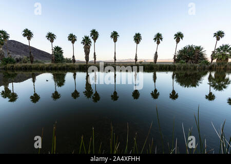 Vue sur les palmiers du crépuscule à Soda Springs étang dans le désert de Mojave en Californie, près de Zzyzx. Banque D'Images