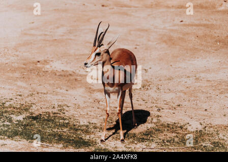 La gazelle dorcas isolés. Banque D'Images
