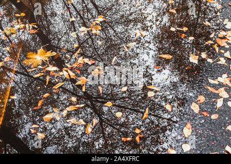 Flaque d'automne avec des réflexions d'arbres tombés et les feuilles jaunes. Jour nuageux après la pluie. Natural Background Banque D'Images