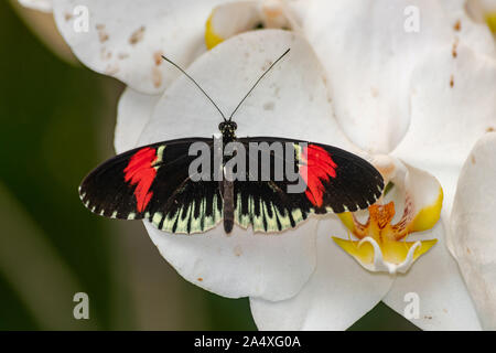 Heliconius melpomene, postman butterfly , avec les ailes ouvertes, sur une orchidée blanche Banque D'Images