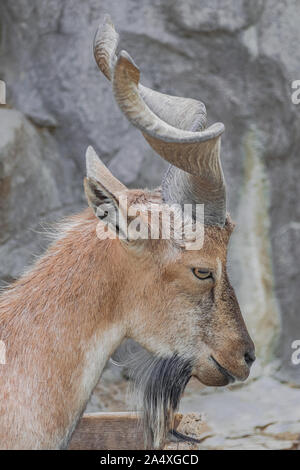 Jeune homme, le markhor (Capra falconeri), latéraux tête portrait, fermer Banque D'Images