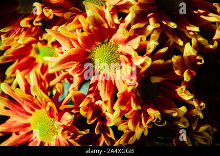 Beaucoup de belles fleurs jaune rouge fleur de chrysanthème ou mamans Banque D'Images