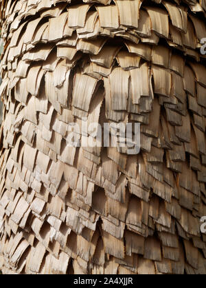 Gros plan sur l'écorce d'un palmier. Image tropicale pour un arrière-plan abstrait. Banque D'Images