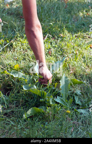 Un bras du jeune homme se baisser pour ramasser l'oseille feuilles comestibles de plantes poussant dans l'herbe sous le soleil d'après-midi d'été Banque D'Images