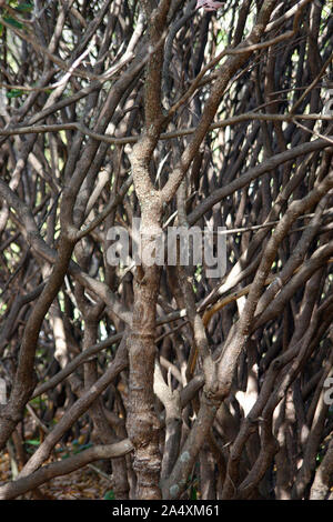 Près d'un fourré dense composé de branches ligneuses par wildlyhigh croissant soleil pommelé dans les montagnes de Caroline du Nord