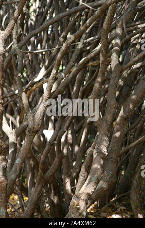 Près d'un fourré dense composé de branches ligneuses par wildlyhigh croissant soleil pommelé dans les montagnes de Caroline du Nord