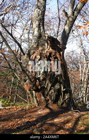 Un magnifique vieil arbre noueux, est élevé dans la Caroline du Nord montagnes avec un grand trou dans le tronc comme une porte magique Banque D'Images