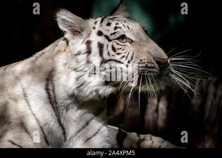 Tigre blanc détente au soleil Banque D'Images