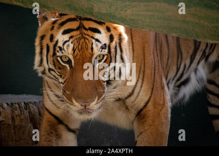 Close-up of a tiger marche sous un log Banque D'Images