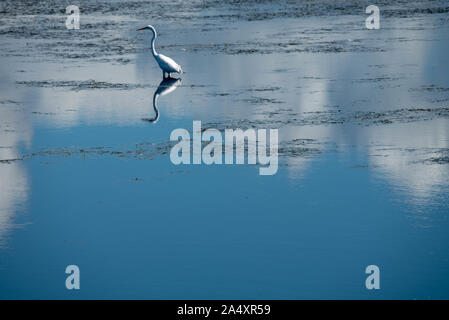 J'ai pris cette photo de l'Egret à l'aide d'un téléobjectif sigma tout en traversant la réserve naturelle de Montezuma à Seneca Falls, NY. Banque D'Images