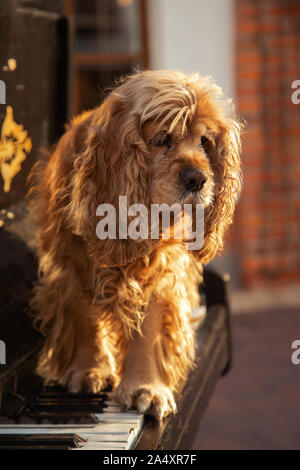 Cocker américain position sur vieux piano à côté Banque D'Images