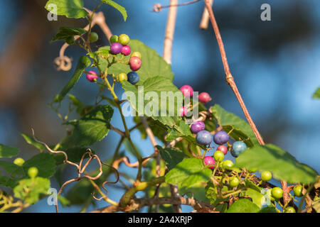 Une porcelaine berry la viticulture à l'été dans le piémont de la Caroline du Nord. Banque D'Images