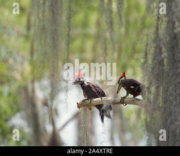 Deux jeunes Le grand pic sur une branche dans les zones humides de Floride Banque D'Images