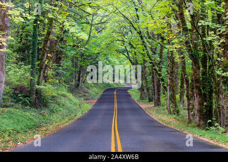 Une longue section de route le long de la Columbia River Scenic Byway dans la luxuriante forêt de l'Oregon, USA Banque D'Images