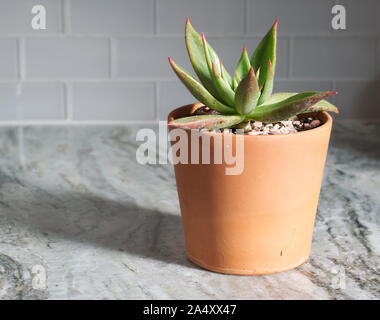 Rouge à lèvres succulentes Echeveria sur un comptoir en marbre gris et blanc sous le soleil d'après-midi. Banque D'Images