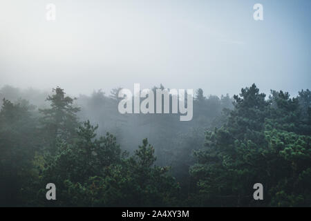 Misty forêt de hêtres sur la montagne dans une réserve naturelle. Banque D'Images
