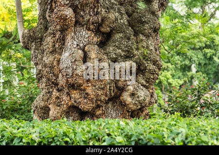 Tronc de l'arbre d'une tumeur dans un espace vert vue rapprochée Banque D'Images